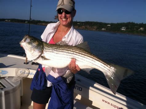 stripers online fishing reports maine.
